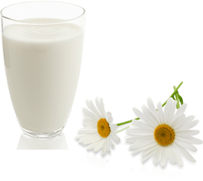 milch-blume.png