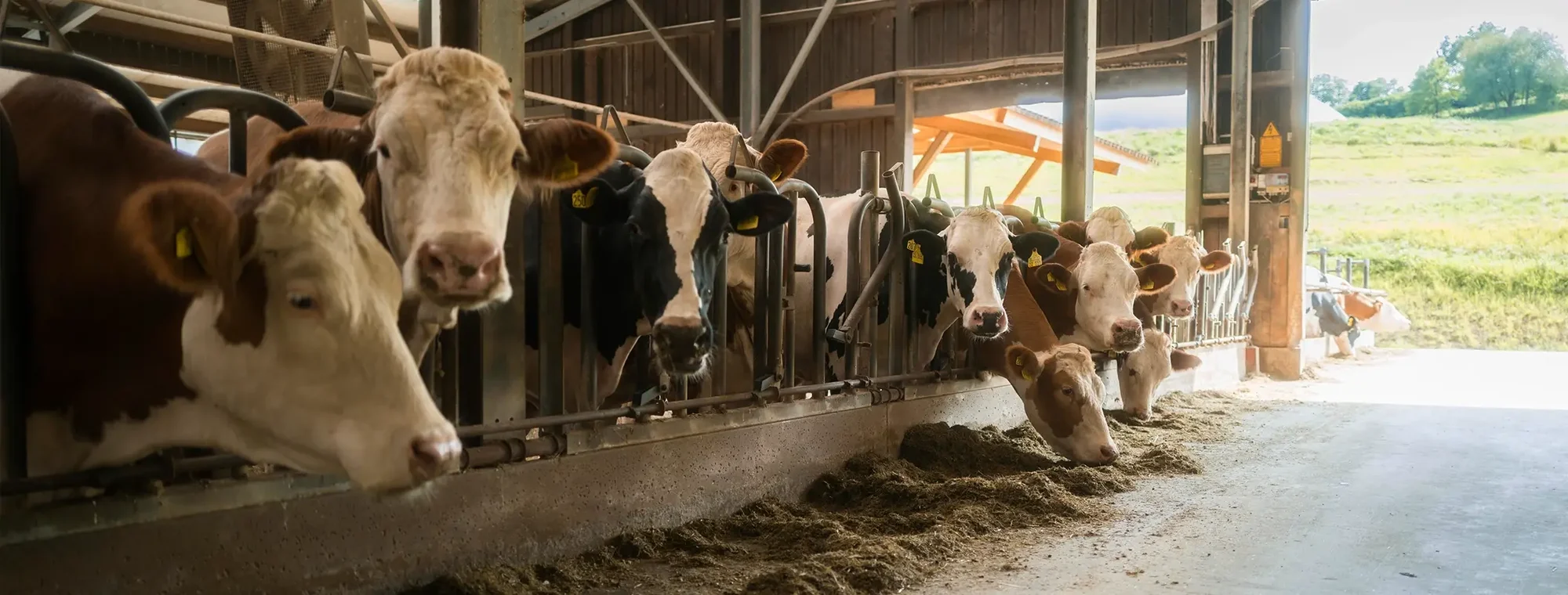 headerbild-reihe-von-kuehen-im-stall-beim-fressen-mit-blick-ins-freie
