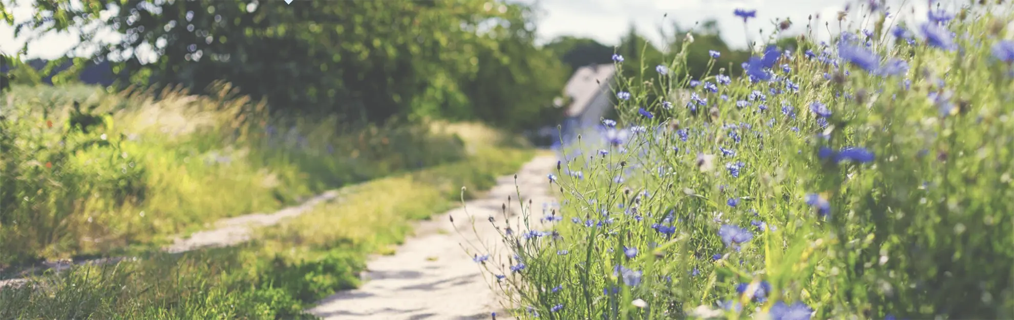 Blumenwiese mit blau blühenden Wildblumen an einem sonnigen Feldweg im Sommer.