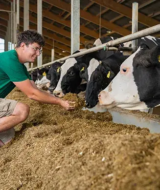 Ein junger Landwirt kniet im Stall vor einer Reihe von Kühen und füttert diese lächelnd mit der Hand