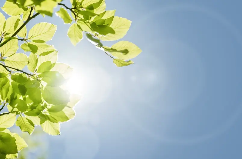 Grüne Blätter eines Baumes vor blauem Himmel, durch die Sonnenlicht scheint.