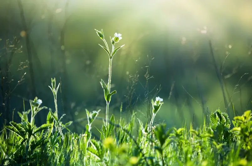 Weiße Wildblume auf grüner Wiese im Morgenlicht.