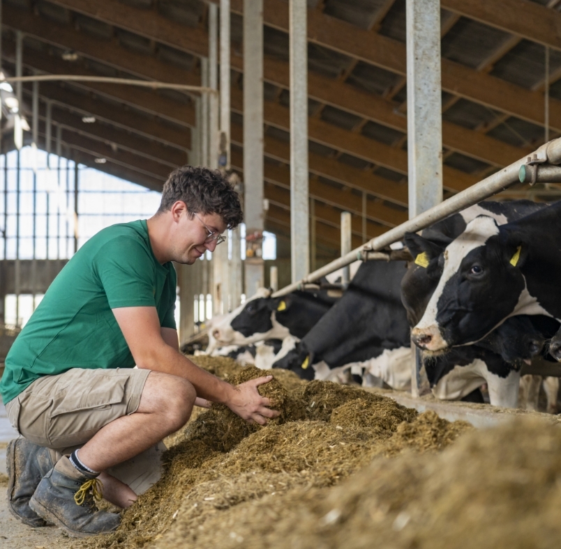 Ein landwirtschaftlicher Mitarbeiter der Familie Stockert füttert eine Kuh im Stall